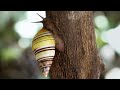 Relax with Snails, Frogs and Animal Families | The Wild Place | BBC Earth