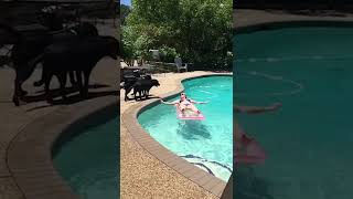 Download lagu RARE Dog Shark Attack CAUGHT on Camera! #SharkWeek #Shorts mp3