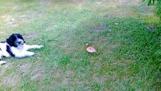 Dog vs mushroom