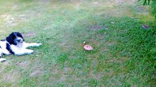 Dog vs mushroom