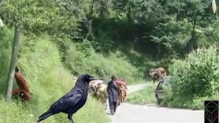 Download lagu KAGA GEET KASHMIR | All PAHARI GEET 2019 | NEW GOJRI GEET 2019 : #Jammuandkashmirtime mp3