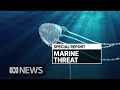 How far south could the deadly Irukandji jellyfish travel on Queensland beaches? | ABC News