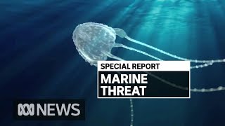 How far south could the deadly Irukandji jellyfish travel on Queensland beaches? | ABC News