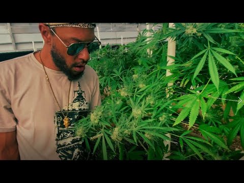 Young Shanty - All Natural [Official Video 2023] Chalice Row Records