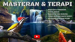 Download lagu MASTERAN Pijantung VS Platuk Bawang SEKALIGUS TERAPI BURUNG SUASANA ALAM UNTUK MURAI, KACER, C IJO mp3
