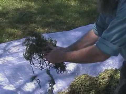 5 Grower's Lot by Kog