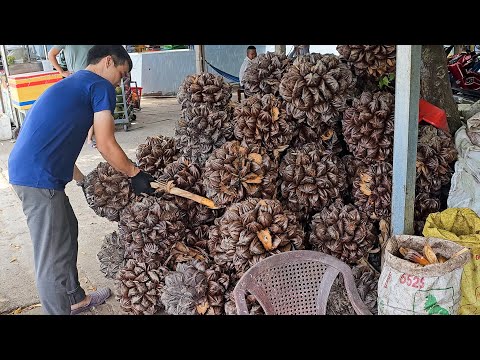 Amazing Giant Fruit! Nipa Palm Fruit Juice