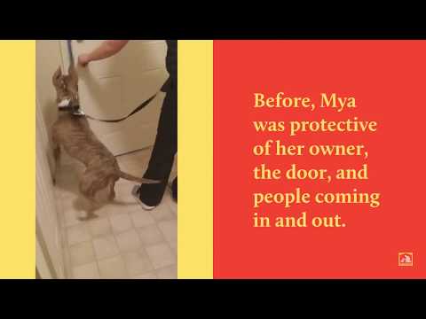 Dog Training In Your Home Columbia video.