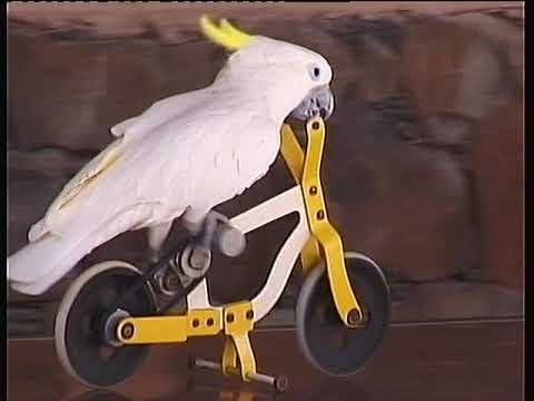 Papageien Kunststücke