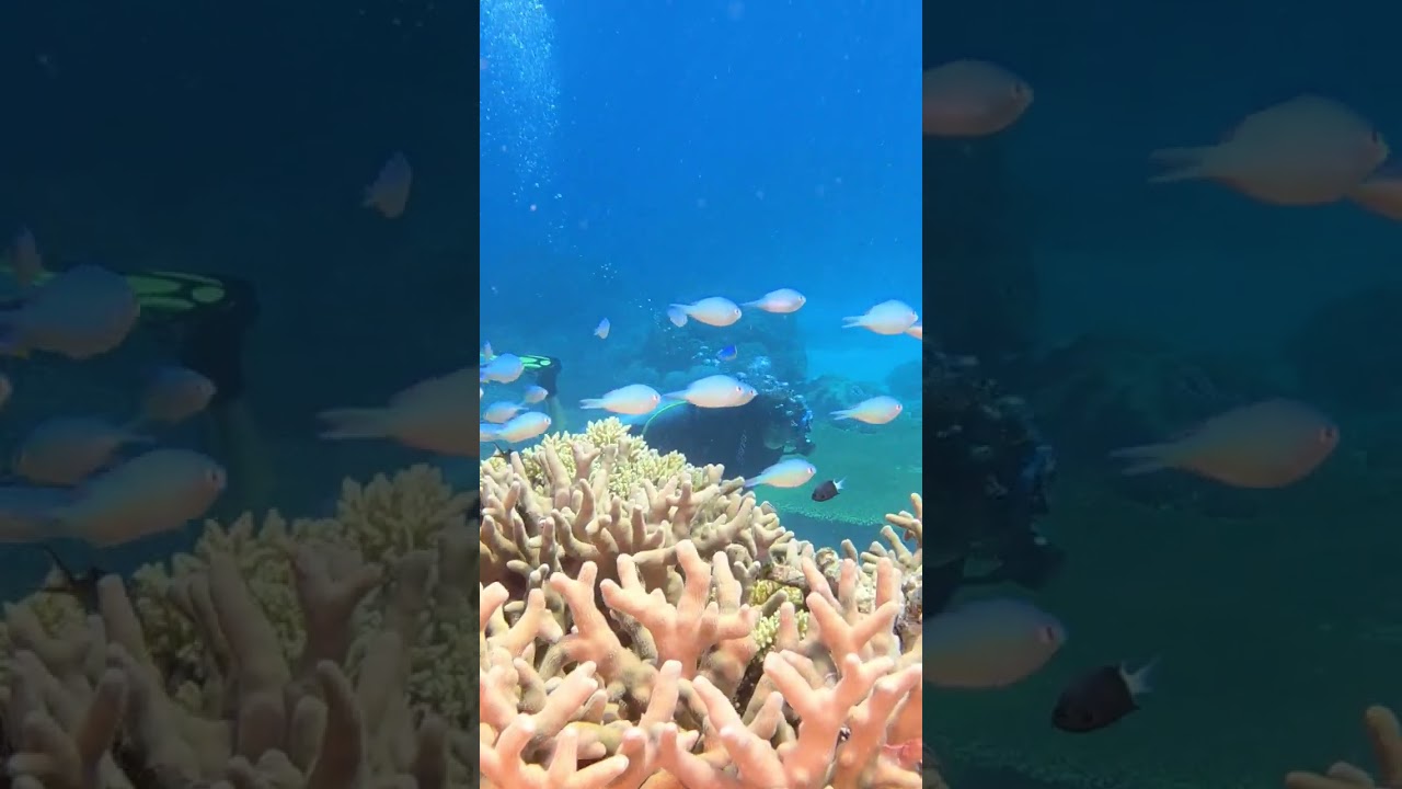 YouTube Short thumbnail