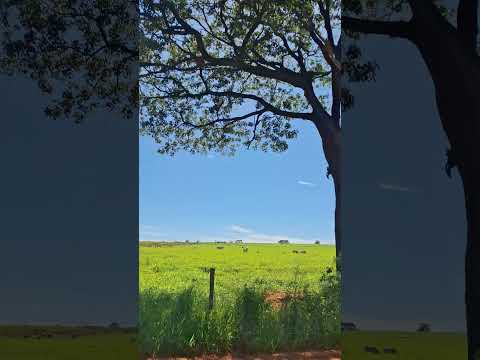 Meio do nada entre Regente Feijó e Anhumas - SP