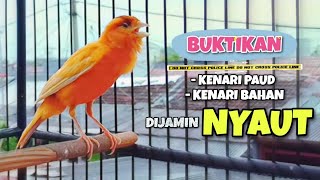 Download lagu Cuit Cuit !!! Pancingan Kenari Gacor Panjang || Suara Masteran Kenari Paud #56 mp3