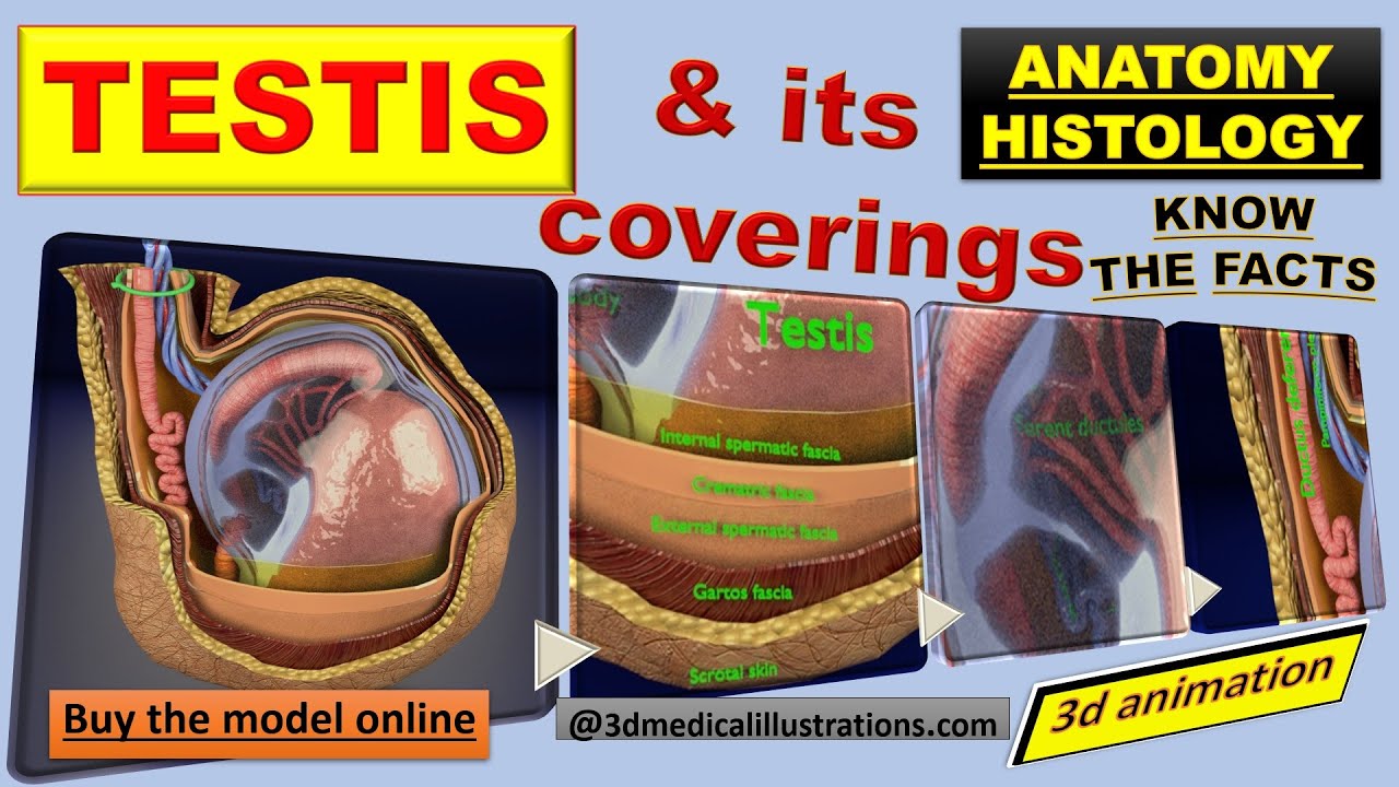 3D testis with covering layers model 3D Model