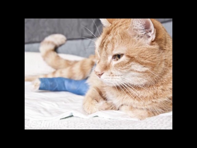 Cedarview Veterinary Hospital - Grants Pass, OR