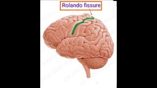 Fissure of Rolando