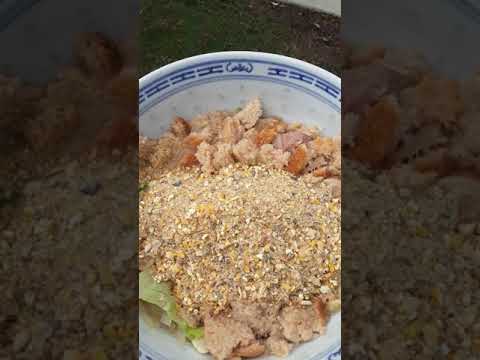 Feeding chickens bread with feed