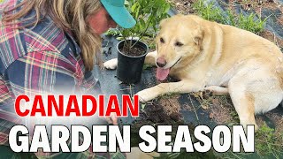Gardening In Canadas Unpredictable Seasons | Canadian Homestead Vlog