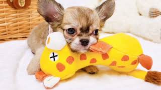 チワワ（ロング）の動画02