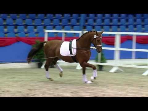 H v Don Juan de Huis x Gribaldi x Perkunos