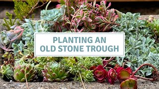 Container Planting For Full Sun With Sedums and Succulents // Cottoverdi