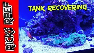 Reef Tank - Tank recovering