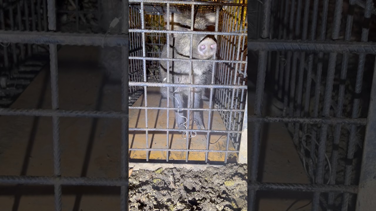 【箱罠に2頭】良型サイズのイノシシが2頭掛かりました！【有害鳥獣駆除】　#イノシシ　#狩猟　#狩りボーイ