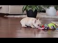French Bulldog dogs for sale: Tasha - Video 1
