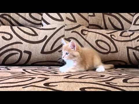 AVACOON Elona  1,5 m