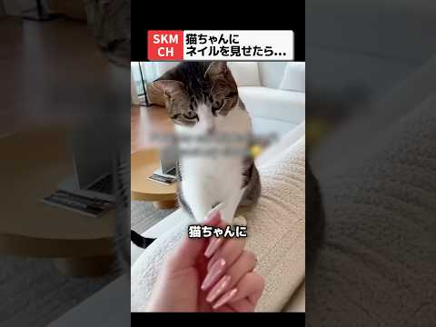 飼い主のネイルを見て呆れ顔になる猫💅