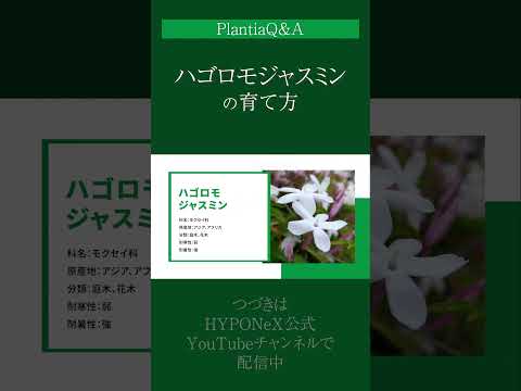 芳香植物および薬用植物 外用 刺傷 刺傷 捻挫 怪我 目の炎症 静脈瘤