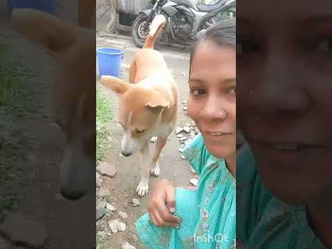 #petlover #petlovers #pet #pets #catvideo #catvideos #cats #cat ‎⁨@Parvinsworld-I8r