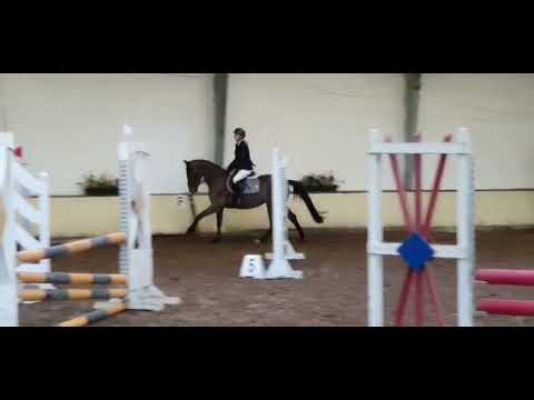 ATLANTIC CURLEY 5j. Irish Sport Horse VB 12.500,- Euro