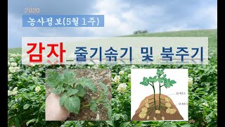 [농사정보] (5월1주)  감자_줄기솎기 및 북주기