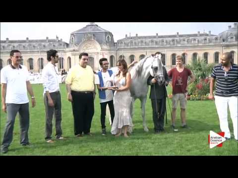 2nd Place N.84 PA PASCHAL - Chantilly 2015 AWC - Stallions Championship (Class 16)