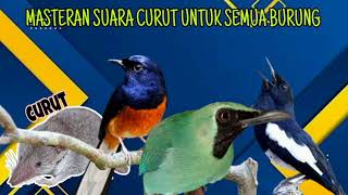 Download lagu masteran curut kejepit pintu mp3 Download lagu masteran curut kejepit pintu mp3