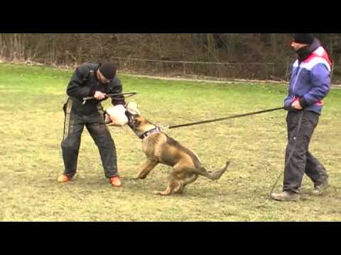 JOGGI AYKMAR - protection - 10 months