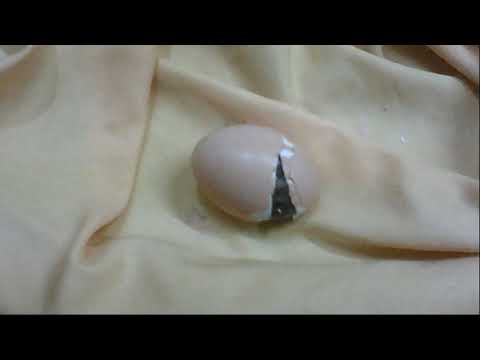 Welcome to the earth new born chick