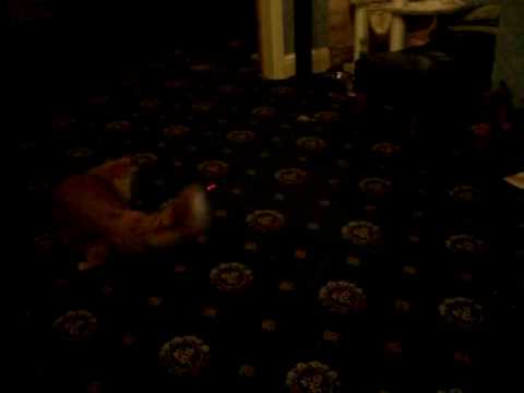 Ole Gunnar the Maine Coon kitten chasing a laser pointer. LUHG