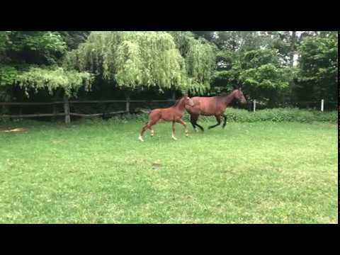 Stutfohlen 2020 Ogano Sitte x Casall x Contender x Pilot