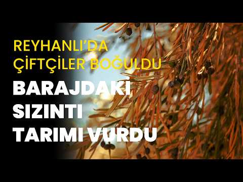 Reyhanlı'da çiftçiler boğuldu: Barajdaki sızıntı tarımı vurdu, zeytinlikler kurudu
