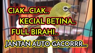 Download lagu CIAK CIAK KECIAL KUNING BETINA FULL BIRAHI SUARA VARIASI mp3 Download lagu CIAK CIAK KECIAL KUNING BETINA FULL BIRAHI SUARA VARIASI mp3