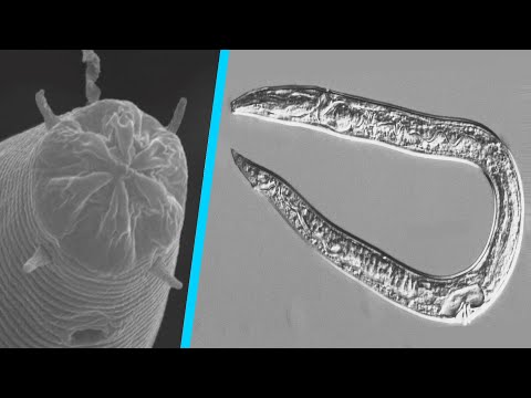 These Worms Were Frozen in Ice and Resurrected After 40,000 Years