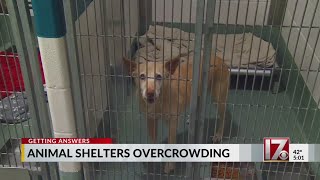 Wake County animal shelter overcrowding