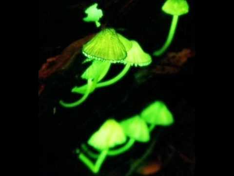 Dualism - Al kaloid (Greenbeam & Leon Remix)