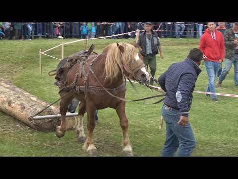 Concurs cu cai de tractiune - Proba de simplu -  Gilau, Cluj 17 Iunie 2017