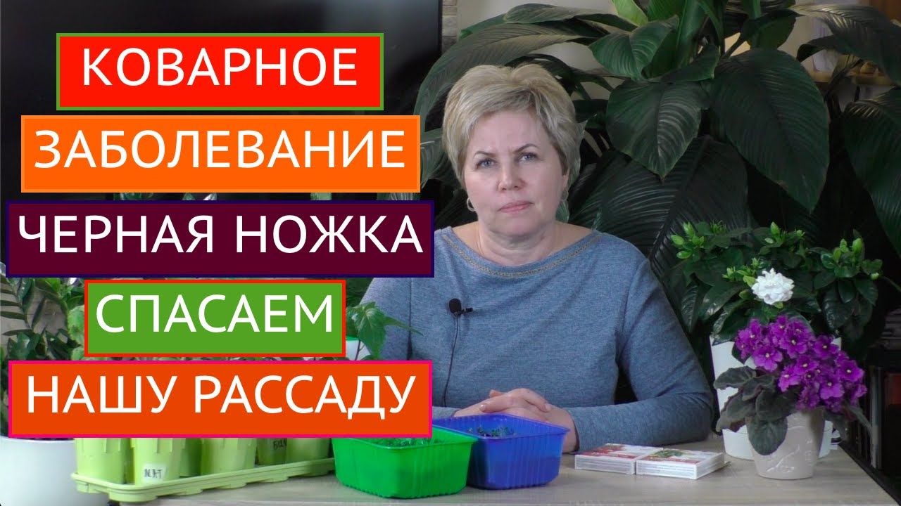 Черная Ножка не погубит вашу рассаду! Спасаем растения в срочном порядке!