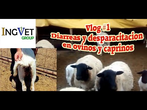 , title : 'VLOG #1 Diarreas y desparacitacion de Ovejas, cabras ,Borregos y Chivos'