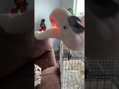 Misha bird does NOT want to go home - or maybe he does. He's talking and cursing LOUD and funny