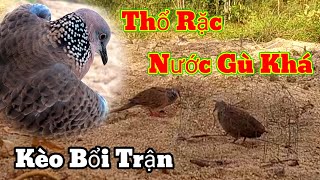 Download lagu THỔ Rặc Nước Gù Khá Tốt.Clip402.Kèo Bổi Hơi Trận.Hậu Kon Tum mp3