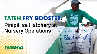 Fry Booster Powder ang pinipili sa Hatchery / Nursery Operation | TatehTV Episode 154